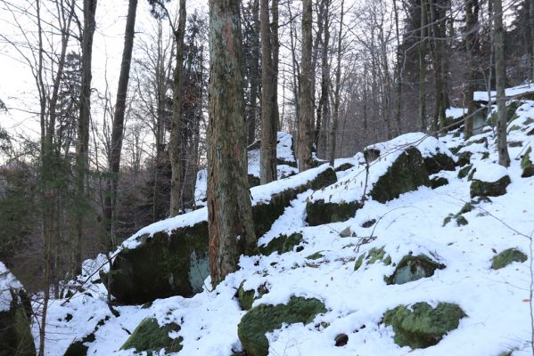 Křinice, 3.9.2021
Broumovské stěny, les pod Strážnou horou.
Schlüsselwörter: Křinice Broumovské stěny Strážná hora Phloeostichus denticollis