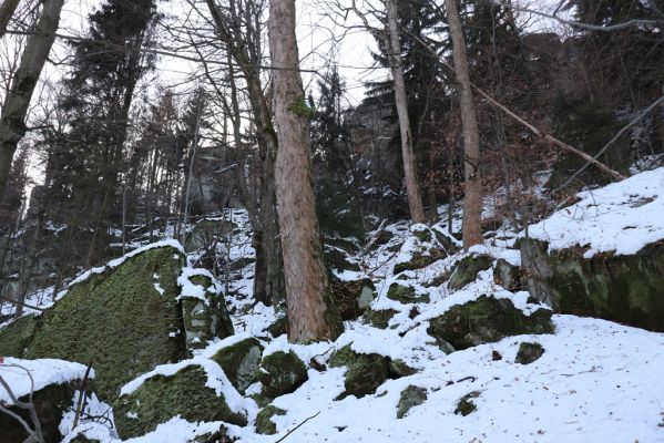 Křinice, 3.9.2021
Broumovské stěny, les pod Strážnou horou.
Schlüsselwörter: Křinice Broumovské stěny Strážná hora