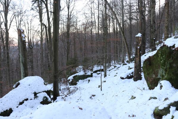 Křinice, 3.9.2021
Broumovské stěny, les pod Strážnou horou.
Schlüsselwörter: Křinice Broumovské stěny Strážná hora