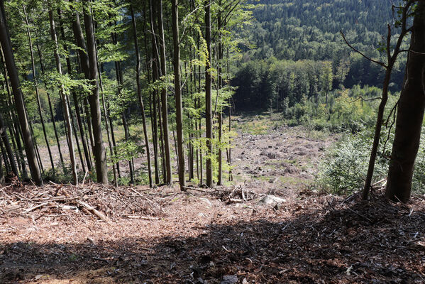 Božanov, 7.9.2022
Holoseč pod Božanovským Špičákem.
Keywords: Broumovské stěny Božanov Božanovský Špičák