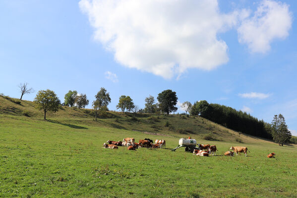 Suchý Důl, 7.9.2022
Pastvina nad Hlavňovem.
Keywords: Suchý Důl Hlavňov