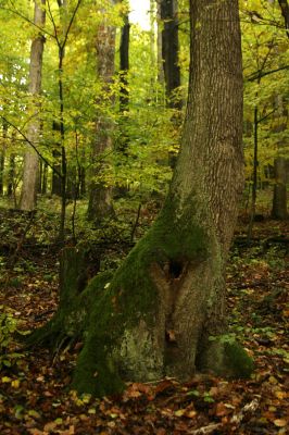 Brumov-Bylnice, 23.10.2015
Bílé Karpaty - Vlárský průsmyk. Zbytek staršího listnatého lesa obývá kovařík Ampedus hjorti. 
Keywords: Brumov-Bylnice Bílé Karpaty Vlárský průsmyk Ampedus hjorti