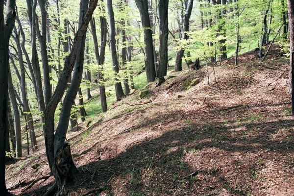 Buchlovice, 23.4.2004
Suťový les na svazích rezervace Barborka.
Mots-clés: Buchlovice Barborka