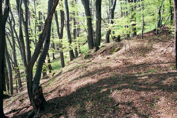 Buchlovice, 23.4.2004
Suťový les na svazích rezervace Barborka.
Keywords: Buchlovice Barborka