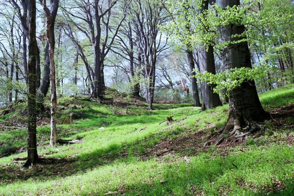 Buchlovice, 23.4.2004
Suťový les na svazích rezervace Barborka. 
Klíčová slova: Buchlovice Barborka