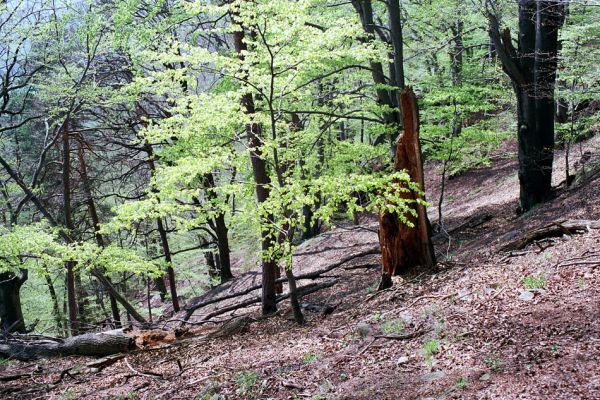 Buchlovice, 23.4.2004
Suťový les na svazích rezervace Barborka.
Schlüsselwörter: Buchlovice Barborka Ampedus brunnicornis Aesalus scarabaeoides