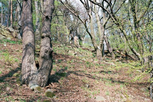 Buchlovice, 23.4.2004
Suťový les na svazích rezervace Barborka.
Schlüsselwörter: Buchlovice Barborka