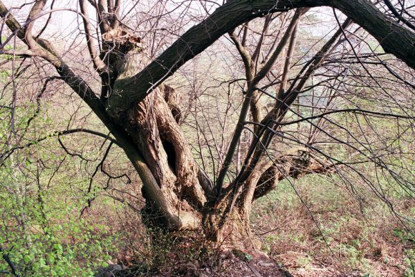 Buchlovice, 23.4.2004
Mohutná lípa u kaple Svaté Barbory.
Schlüsselwörter: Buchlovice Barborka Svatá Barbora