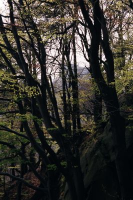 Buchlovice, 23.4.2004
Suťový les na svazích rezervace Barborka. Pohled na hrad Buchlov.
Klíčová slova: Buchlovice Barborka Buchlov