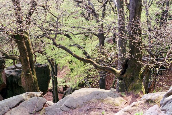 Buchlovice, 23.4.2004
Suťový les na svazích rezervace Barborka.
Klíčová slova: Buchlovice Barborka