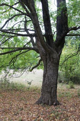 Budikovany, 29.9.2012
Pastevní les severně od obce.


Klíčová slova: Budikovany pastevní les