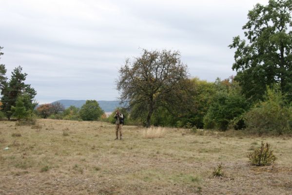 Budikovany, 29.9.2012
Pastevní les severně od obce.



Schlüsselwörter: Budikovany pastevní les Krátký