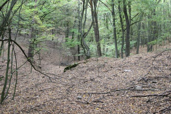 Budikovany, 29.9.2012
Rokle v pastevním lese severně od obce.


Klíčová slova: Budikovany pastevní les