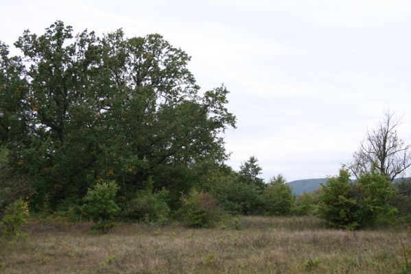 Budikovany, 29.9.2012
Pastevní les severně od obce.



Klíčová slova: Budikovany pastevní les
