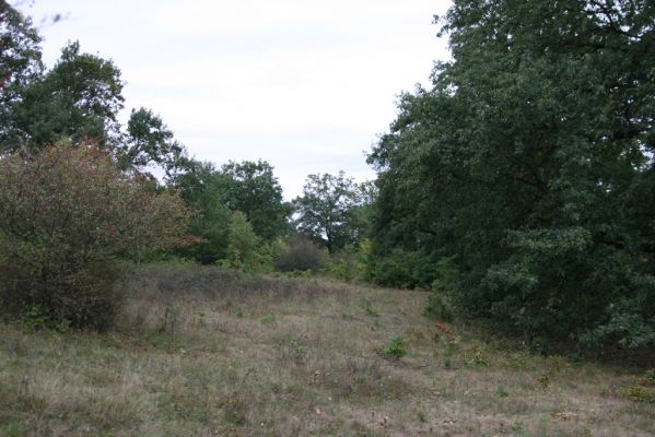 Budikovany, 29.9.2012
Pastevní les severně od obce.


Schlüsselwörter: Budikovany pastevní les