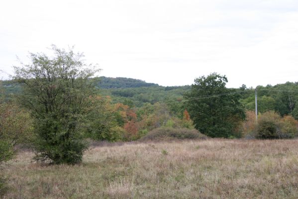 Budikovany, 29.9.2012
Pastevní les severně od obce.



Klíčová slova: Budikovany pastevní les