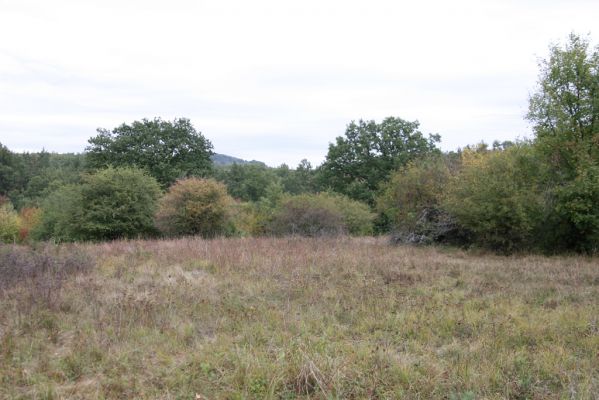 Budikovany, 29.9.2012
Pastevní les severně od obce.



Klíčová slova: Budikovany pastevní les