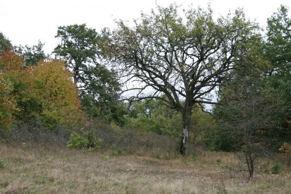 Budikovany, 29.9.2012
Pastevní les severně od obce.



Klíčová slova: Budikovany pastevní les