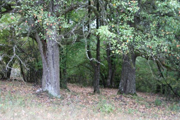 Budikovany, 29.9.2012
Pastevní les severně od obce.


Klíčová slova: Budikovany pastevní les Calambus bipustulatus