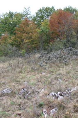 Budikovany, 29.9.2012
Pastevní les severně od obce.



Klíčová slova: Budikovany pastevní les