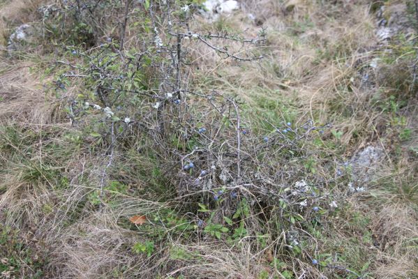 Budikovany, 29.9.2012
Pastevní les severně od obce - kras.



Klíčová slova: Budikovany pastevní les