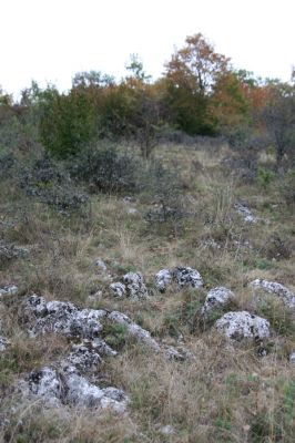 Budikovany, 29.9.2012
Pastevní les severně od obce - kras.


Klíčová slova: Budikovany pastevní les