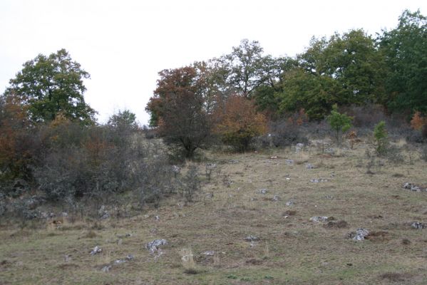 Budikovany, 29.9.2012
Pastevní les severně od obce . kras.



Klíčová slova: Budikovany pastevní les