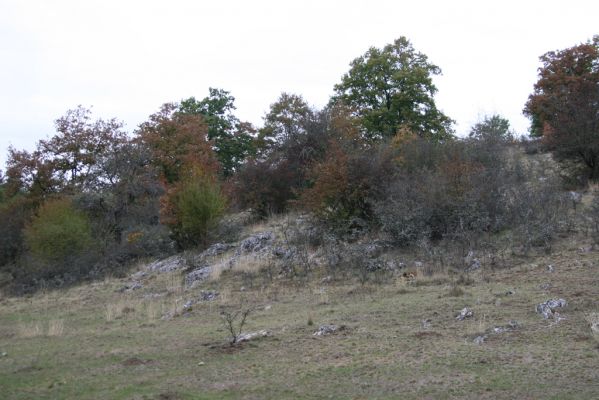 Budikovany, 29.9.2012
Pastevní les severně od obce - kras.



Klíčová slova: Budikovany pastevní les