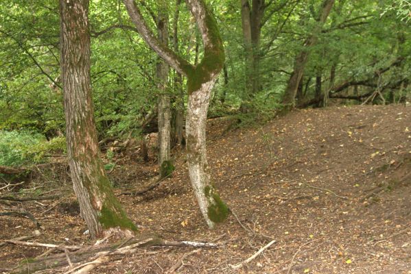 Budikovany, 29.9.2012
Pastevní les severně od obce. Západní rokle.


Klíčová slova: Budikovany pastevní les Calambus bipustulatus