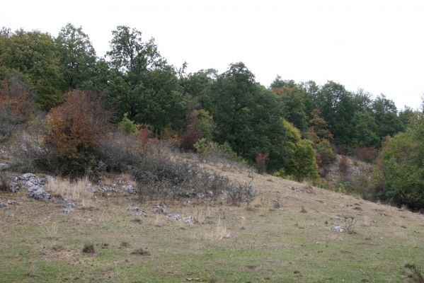 Budikovany, 29.9.2012
Pastevní les severně od obce - kras.


Mots-clés: Budikovany pastevní les