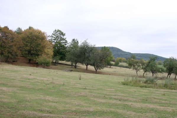 Budikovany, 29.9.2012
Pastevní les severně od obce.


Klíčová slova: Budikovany pastevní les