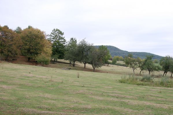 Budikovany, 29.9.2012
Pastevní les severně od obce.


Schlüsselwörter: Budikovany pastevní les