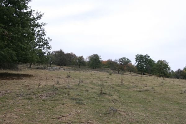 Budikovany, 29.9.2012
Pastevní les severně od obce.



Klíčová slova: Budikovany pastevní les