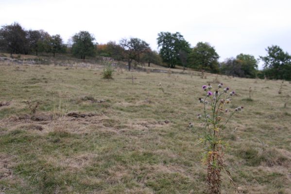 Budikovany, 29.9.2012
Pastevní les severně od obce.


Klíčová slova: Budikovany pastevní les