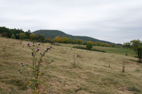 Budikovany, 29.9.2012
Pastevní les severně od obce. V pozadí vrch Hradiště.



Mots-clés: Budikovany pastevní les