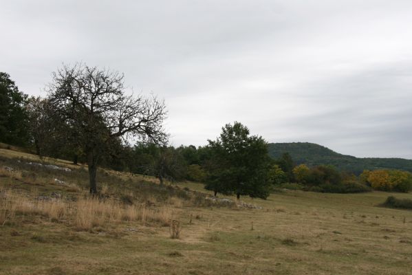 Budikovany, 29.9.2012
Klíčová slova: Budikovany pastevní les
