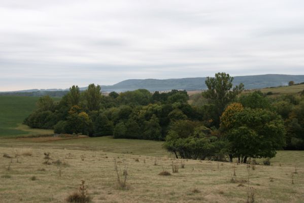 Budikovany, 29.9.2012
Pastevní les severně od obce. V pozadí Pokoradzská tabule.


Klíčová slova: Budikovany pastevní les
