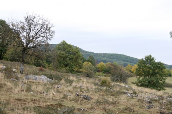 Budikovany, 29.9.2012
Pastevní les severně od obce - kras.


Klíčová slova: Budikovany pastevní les