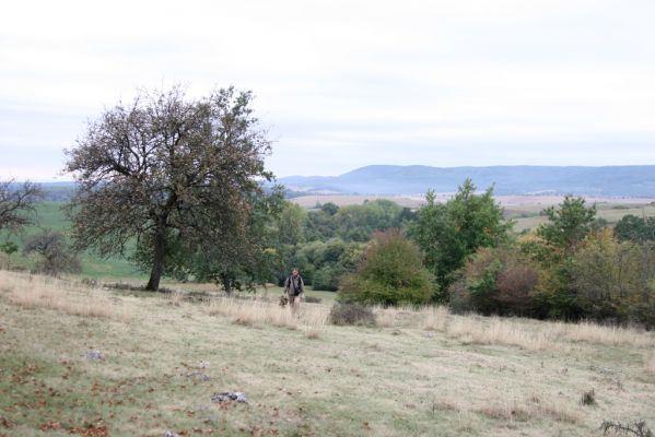 Budikovany, 29.9.2012
Pastevní les severně od obce.


Klíčová slova: Budikovany pastevní les Krátký