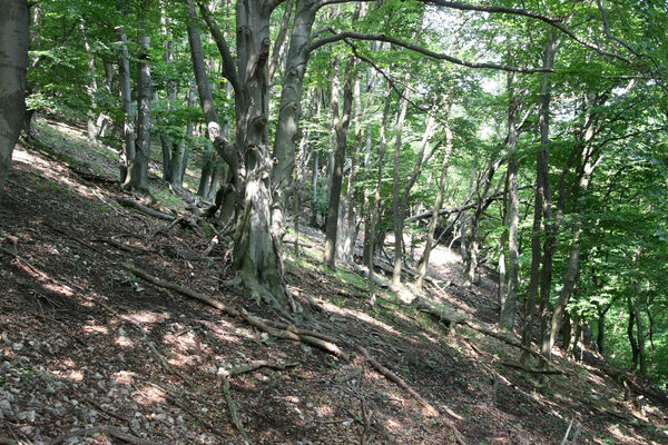 Buková, 28.6.2013
Les na jižním svahu pod Ostrým Kameňom.
Keywords: Malé Karpaty Buková Ostrý Kameň Microrhagus emyi