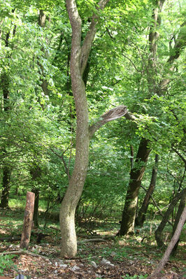 Buková, 28.6.2013
Les na jižním svahu pod Ostrým Kameňom. Biotop dřevomila Microrhagus emyi.
Keywords: Malé Karpaty Buková Ostrý Kameň Microrhagus emyi