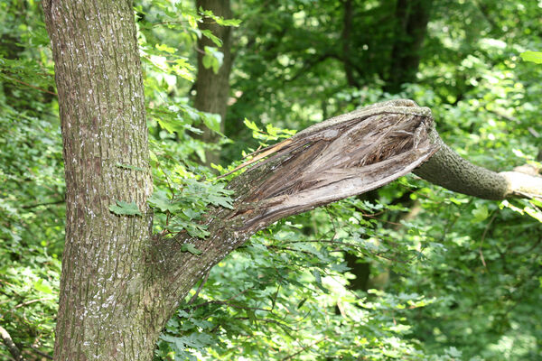 Buková, 28.6.2013
Les na jižním svahu pod Ostrým Kameňom. Biotop dřevomila Microrhagus emyi.
Schlüsselwörter: Malé Karpaty Buková Ostrý Kameň Microrhagus emyi