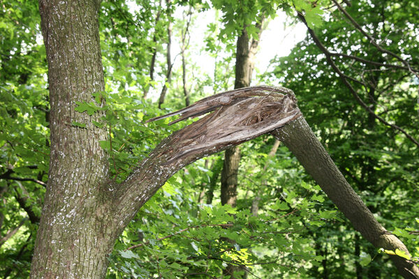 Buková, 28.6.2013
Les na jižním svahu pod Ostrým Kameňom. Biotop dřevomila Microrhagus emyi.
Schlüsselwörter: Malé Karpaty Buková Ostrý Kameň Microrhagus emyi