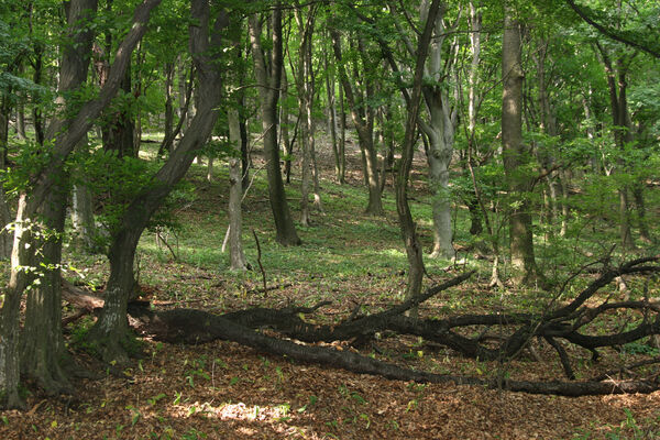 Buková, 28.6.2013
Les na jižním svahu pod Ostrým Kameňom.
Klíčová slova: Malé Karpaty Buková Ostrý Kameň Microrhagus emyi