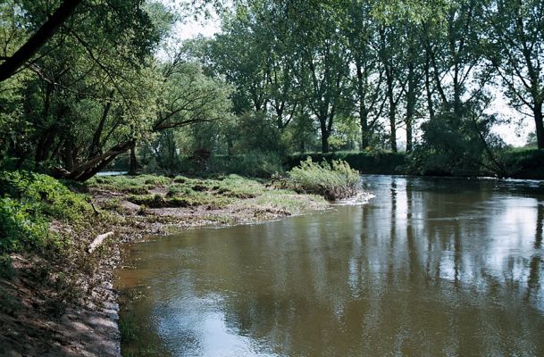 Vysoká nad Labem - Labe, 1.5.2006
Štěrkový práh v labském korytu, mezi Vysokou nad Labem a Bukovinou
Schlüsselwörter: Vysoká nad Labem Labe ostrov náplav