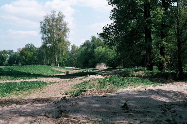 Bukovina, Labe, 1.5.2006
Písečné náplavy Labe mezi Bukovinou a Vysokou nad Labem 
Klíčová slova: Bukovina Labe písečná duna