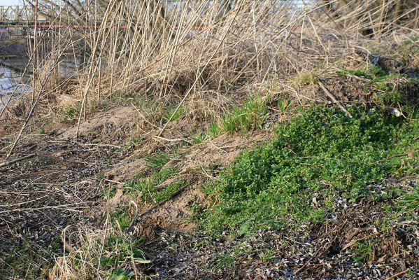 Bukovina - Opatovice, meandr Labe, 6.3.2007
Zarůstající písečný náplav na levém břehu Labe. 
Schlüsselwörter: Bukovina Labe břeh