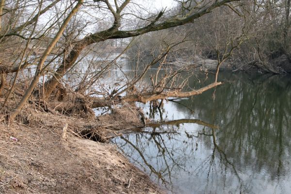 Bukovina nad Labem, 15.3.2011
Meandr Labe na jaře. 
Mots-clés: Bukovina nad Labem Labe Negastrius pulchellus Zorochros quadriguttatus dermestoides