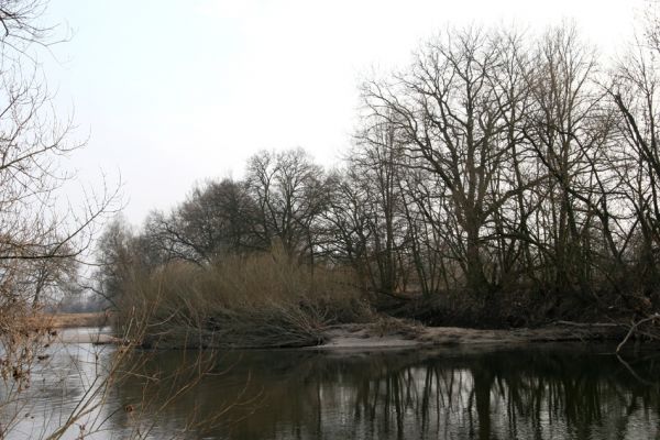 Bukovina nad Labem, 15.3.2011
Meandr Labe na jaře. 
Klíčová slova: Bukovina nad Labem Labe Negastrius pulchellus Zorochros quadriguttatus dermestoides