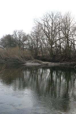 Bukovina nad Labem, 15.3.2011
Meandr Labe na jaře. 
Schlüsselwörter: Bukovina nad Labem Labe Negastrius pulchellus Zorochros quadriguttatus dermestoides